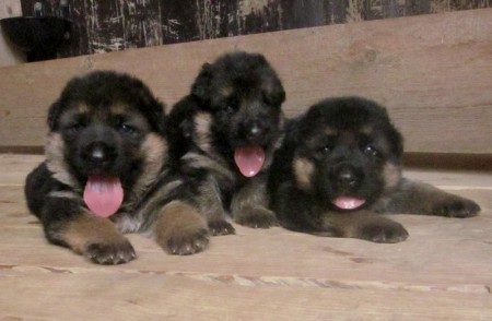 2 weeks 3 days ( male, female , female)